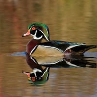 Wood Duck on the Water