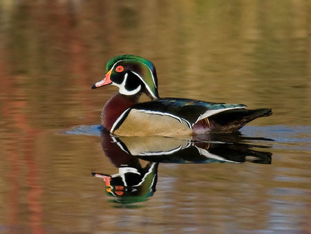 Wood Duck on the Water - bird, wood duck, water, swim