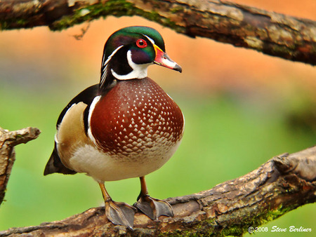 The Watcher - duck, wood duck, fowl, bird