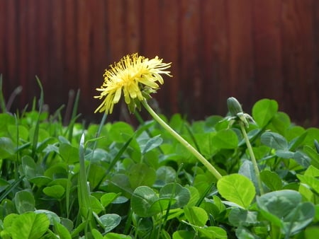 Dandelion In Clover - flowers, clover, yellow, dandelion