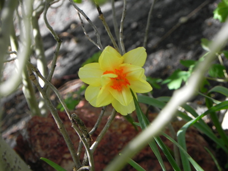 Single Yellow Daffodil - daffodil, flowers, yellow, flower