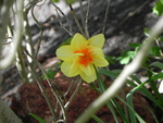 Single Yellow Daffodil