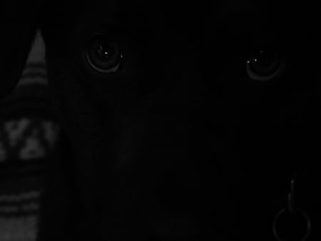 Black and White Through A Dogs Eyes - black and white, dogs, black, eyes