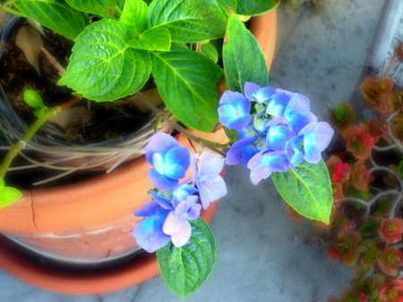 Potted Blue Flowers - flowers, purple, blue, leaves