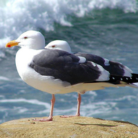 Seagulls