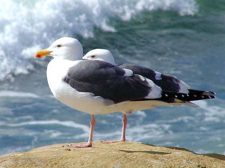 Seagulls - seagulls, waiting, hoping, birds