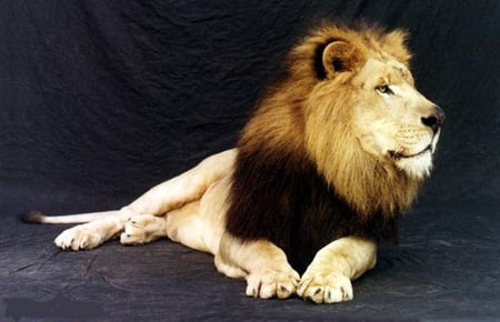 LION - looking, waiting, resting, hoping