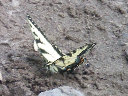 butterflies - butterfly, black and white, amazing, beautiful