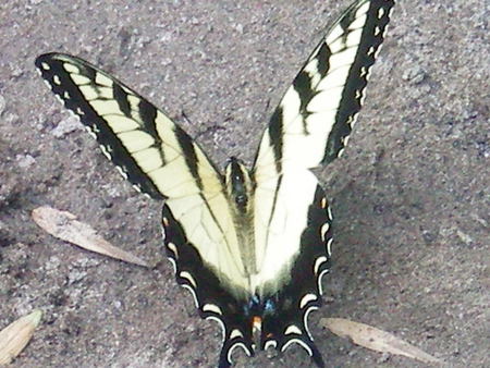 butterfly - butterfly, black and white, amazing, beautiful