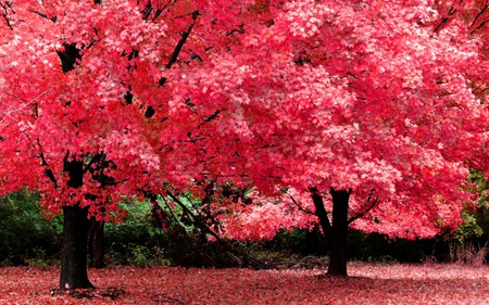 BEAUTIFUL TREES - eyecatching, pretty, enjoyable, majestic