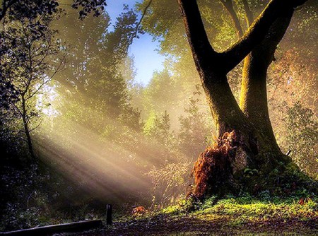 Old tree and the sun - old tree, trees, rays, grass, forest, light, sun, sky