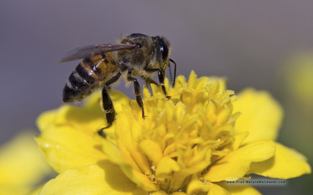 BEE - buzzing, busy, nectar, pretty