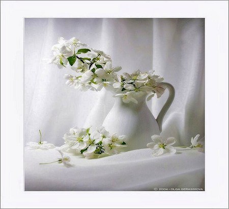 Pretty in white - white blossoms, pitcher, white, drapery, green stems