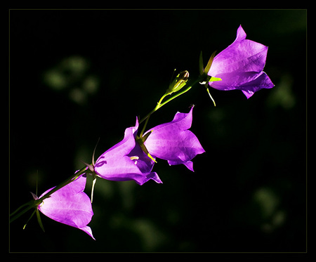 FLOWERS - eyecatching, pretty, delicate, soft