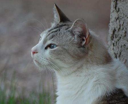 Thoughtful Kitty - serene, cute, sweet, cat