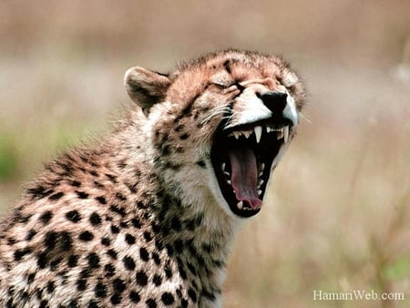 Cheetah - mammals, leoperd, animals, beast