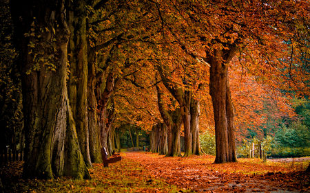 Autumn - wallpaper, road, alley, ground, scenery, trail, photography, scenic, autumn colors, bank, cool, awesome, peaceful, lovely, forest, seasons, beautiful, high definition, amazing, brown, autumn park, light, tree, park, colorful, fall, path, pretty, popular, spring, branches, hd, wood, trunk, bench, splendor, fullscreen, scene, trees, green, falling, foliage, grass, forests, grove, place, picture, maroon, red, landscape, photo, yellow, pathway, season, landscapes, weather, colors, color, day, leaves, land, gorgeous, view, image, leaf, nature, autumn, beauty, limbs, trunks, nice, leafs, orange, beautiful p