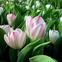 Tulips