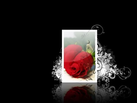 Amazing - rose, background, abstrakt, window