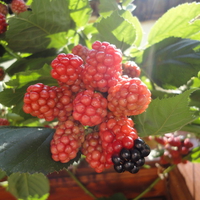 Blackberry