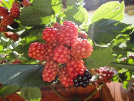 Blackberry - blackberry in cumalikizik village, green village, blackberry, natural fruit