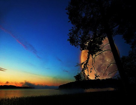 Touch the Moon - harvest moon, water, close, blue sky, night, reflection, tree