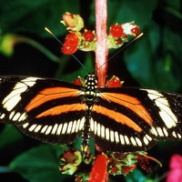 Heliconius butterfly