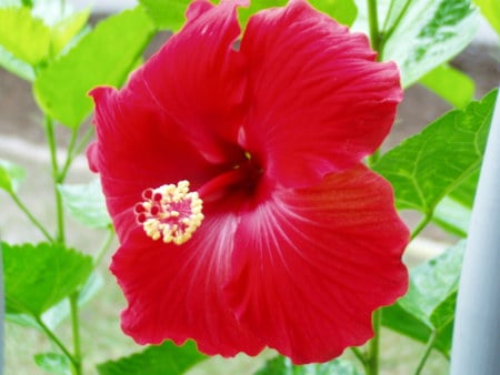 hibiscus - tropical, flower, pretty, hibiscus