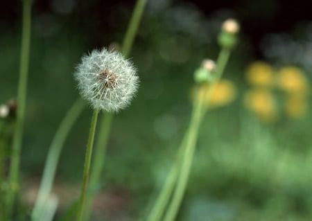 flower 5 - abstract, beautiful, model, nice, love, other