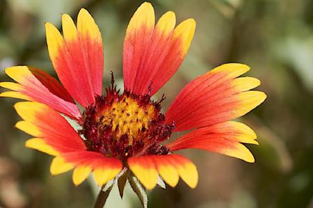 Phoenix Flower - brilliant colors, yellow, petals, orange, flower