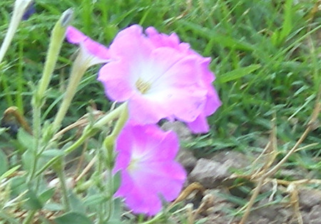 mauve flowers - flowers, nature, mauve