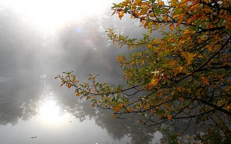 FOGGY MORNING - lake, foggy, morning, leaves, misty, tree, branches