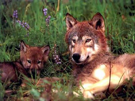 Motherly Love - wolf, resting, flowers, watchful, grass, mom, pup