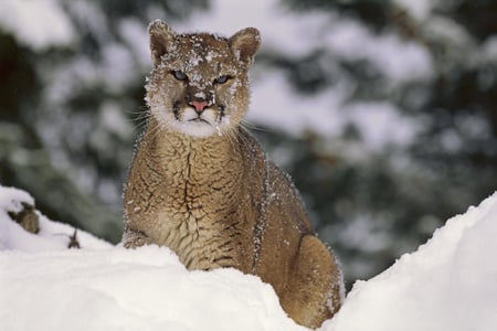 Mountain Lion  - Montana - predator, mountain, snow, watchful, big cat