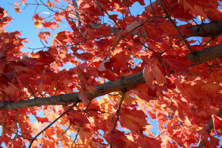 The Color of Fall - leaves, colors, fall, trees