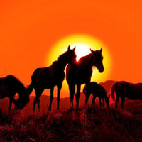 Horses at Sunset