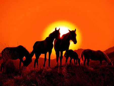 Horses at Sunset - sunset, orange, horses, silhouettes