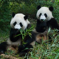 Hungry Munchkins