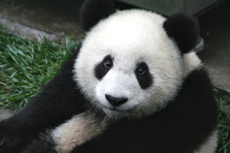 How can you say No to that face? - white, face, adorable, bear, panda, sweet, cute, black