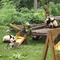 Panda Bear Playground