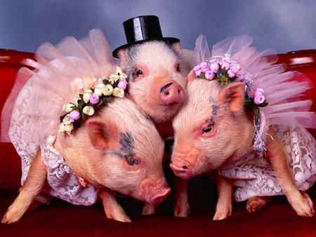 PET STARS FINAL ANIMAL PLANET - pigs, cute, adorable, dancing