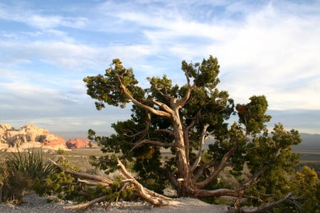 Salutation to the Sun - sky, deserts, trees, clouds