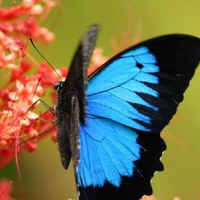 The beauty of the Morpho butterfly