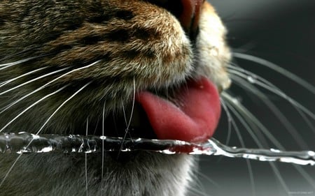 :P - water, macro, drops, tongue, cat