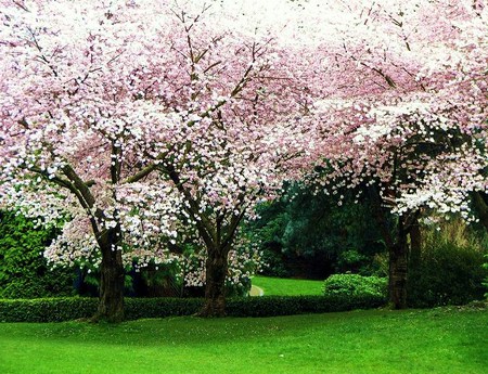 Endless blossoms - trees, blossoms, trunks, spring, grass, many