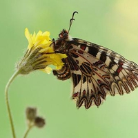 Butterfly lacewing