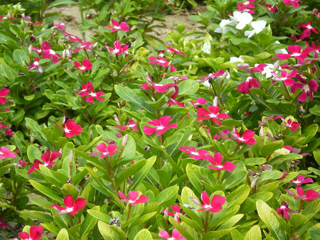 Red Flowers - nature, flowers, red flowers