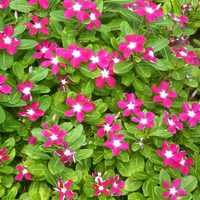 Pink flowers