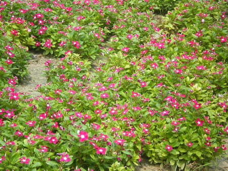 Bed of flowers - flowers, bed of flowers, nature