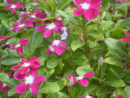 Pinkflowers - nature, flowers, pink flowers